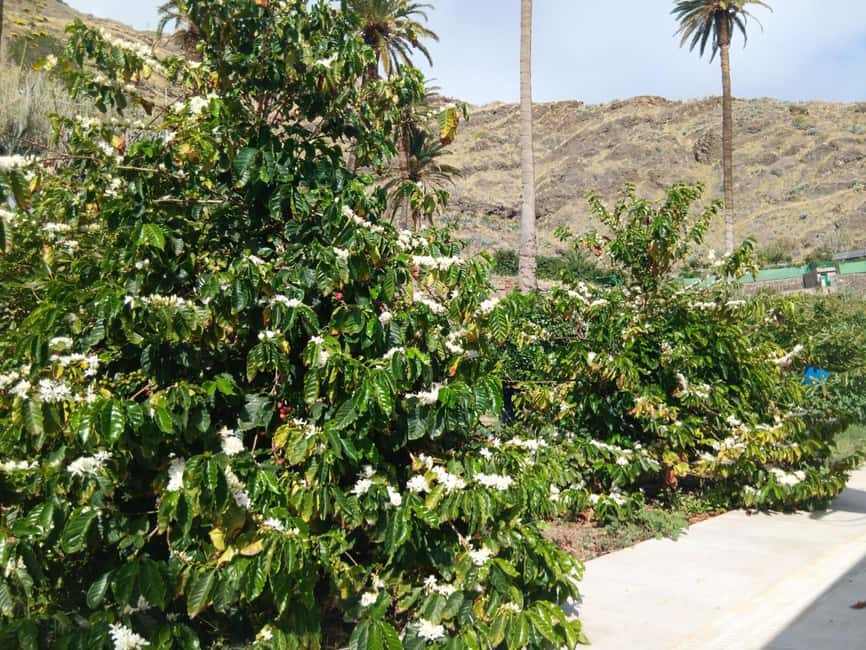 Finca Los Castaños: Agaete Valley Coffee Tour & Tasting - The tasting: fresh, local, and deliberately small