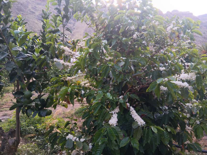 Finca Los Castaños: Agaete Valley Coffee Tour & Tasting - The farm shop and what to take home
