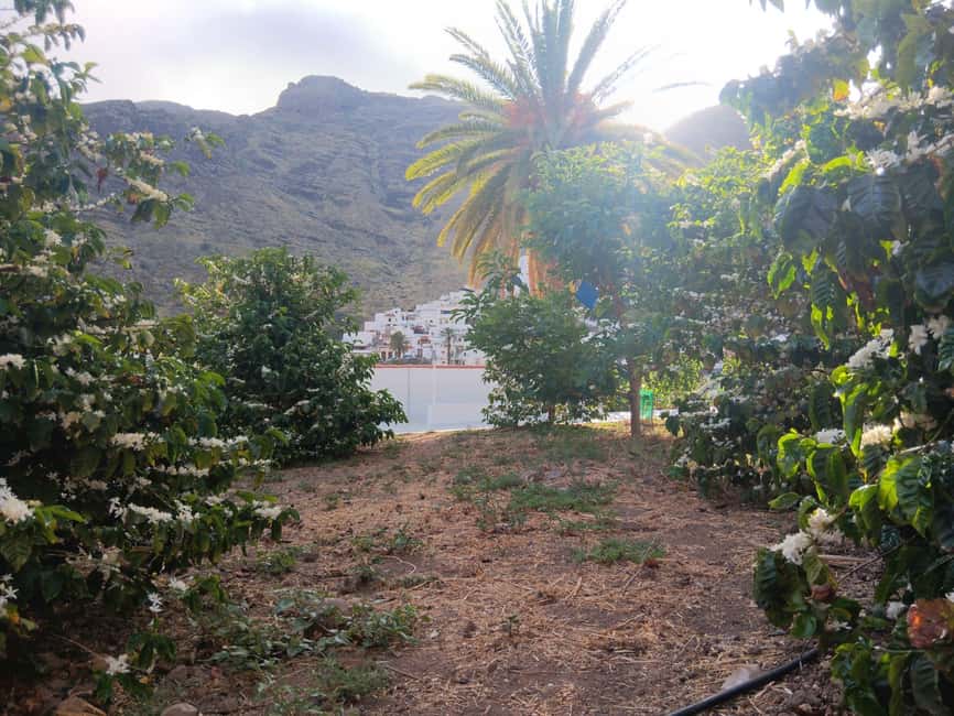 Finca Los Castaños: Agaete Valley Coffee Tour & Tasting - Who will enjoy the visit most
