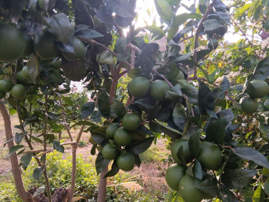 Finca Los Castaños: Agaete Valley Coffee Tour & Tasting - Should you book Finca Los Castaños?
