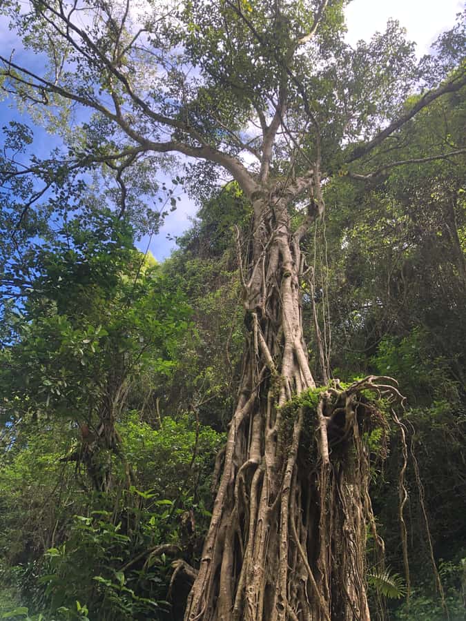 From Arusha: Coffee Farm and Mangalia Waterfalls Tour - What to bring and how to prepare