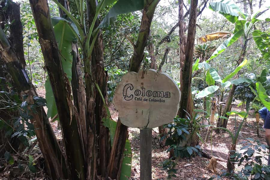 From Bogotá: Coffee Farm Experience Private Day Tour - From Bogotá to a working coffee estate