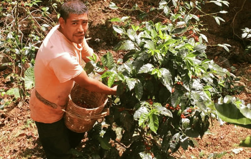 From Huatulco: Coffee and Mezcal Tour - Who should book this mountain outing