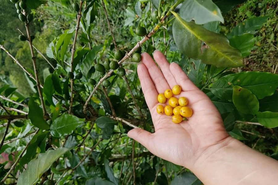 From Medellin: Private Envigado Coffee Tour with Tastings - What the $98 Price Really Covers
