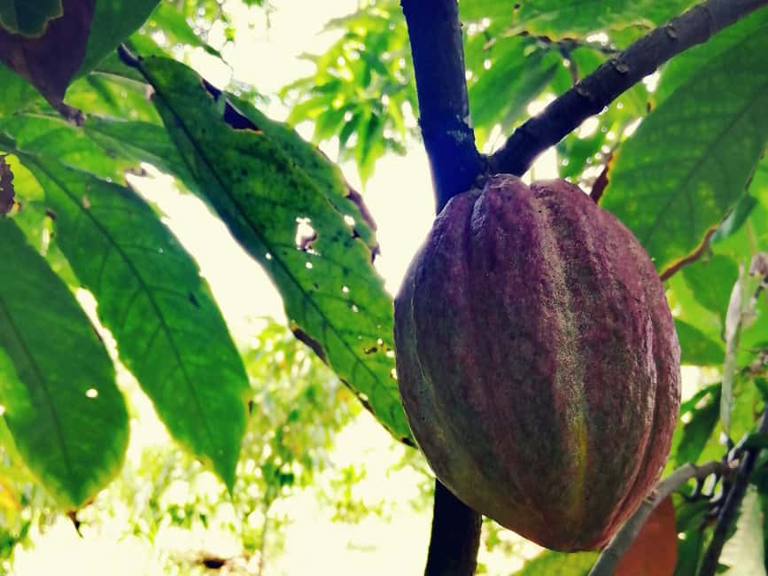 From Puerto Plata Priv: Cocoa, Coffee, Cigars & Local Market - Key points at a glance