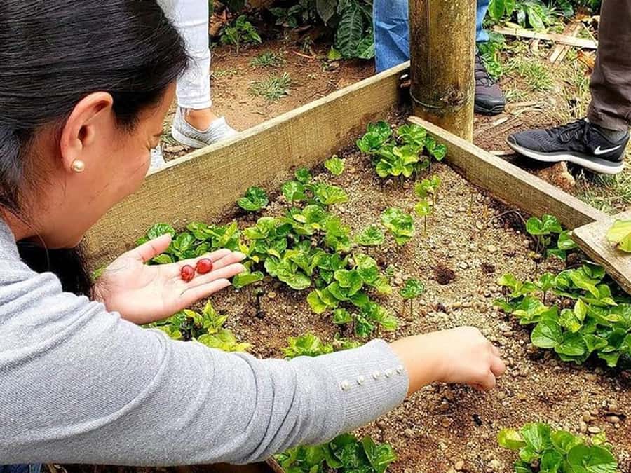 Guatapé & Coffee Farm, all in one day - Who will enjoy this day most