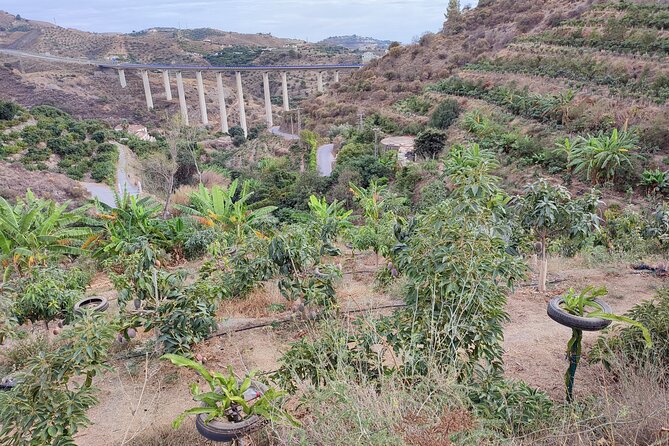 Guided Tour to the only coffee farm in Europe - Walking among mangoes, avocados, and coffee