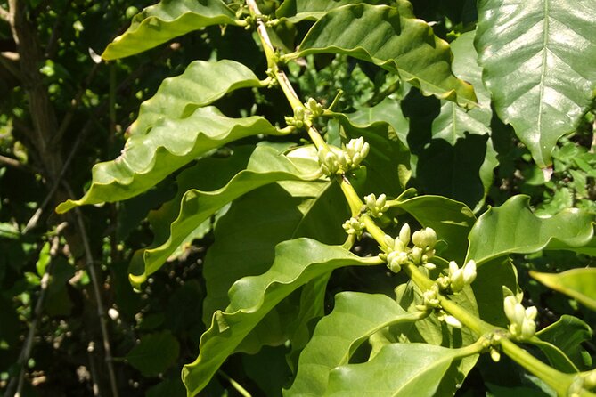 Guided Tour to the only coffee farm in Europe - What the sustainable farming talk adds