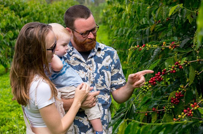 Hala Tree Coffee Farm Tour - The three-coffee tasting on the shaded deck