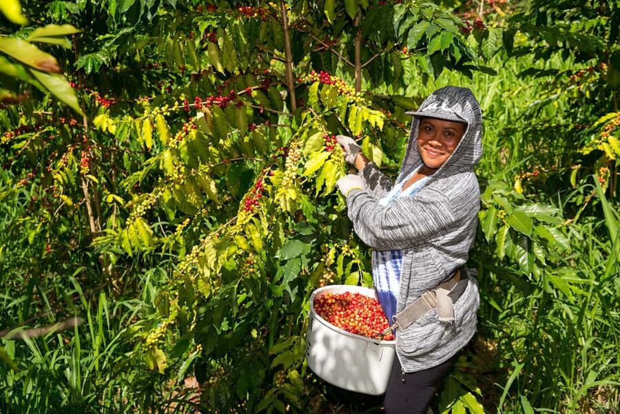 Hawaii: Hala Tree Coffee Farm Tour and Tasting - Why Hala Tree makes a useful Kona stop
