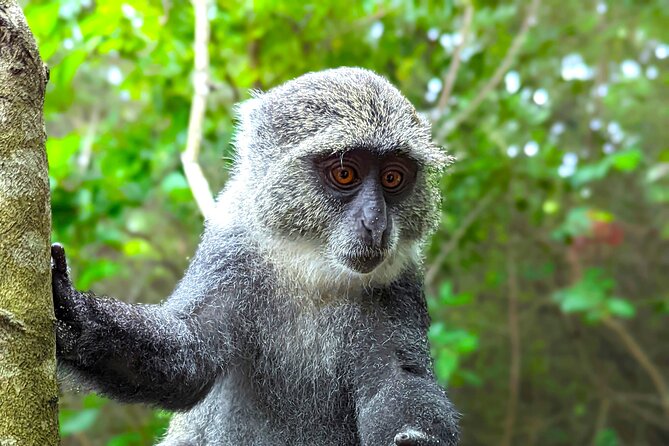Hidden Arusha Waterfall, Coffee & Village Tour (All-Inclusive) - Food forests and village life near Mount Meru