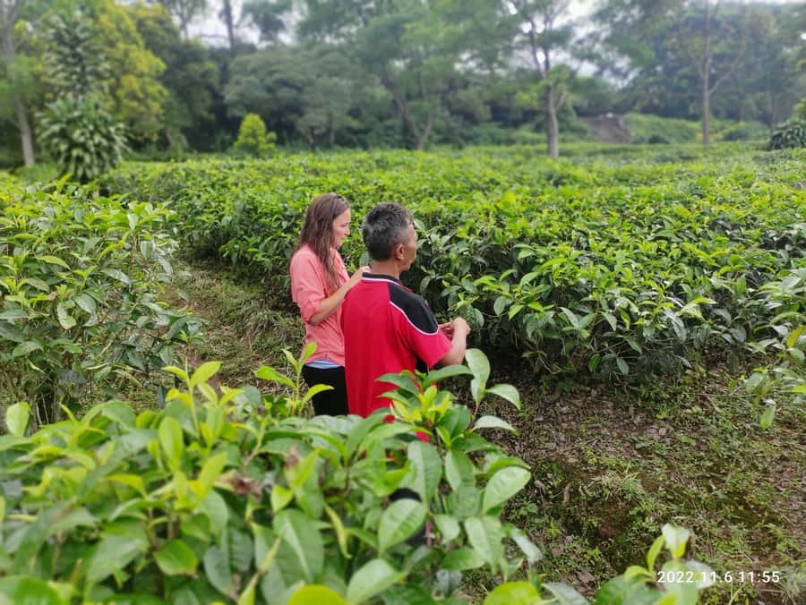 Jakarta :Volcano, HotSpring, Tea Factory, RiceField, &Coffee - Should you book this West Java day trip?