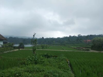 Jakarta :Volcano, HotSpring, Tea Factory, RiceField, &Coffee