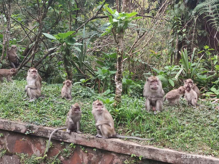 Jakarta :Volcano, HotSpring, Tea Factory, RiceField, &Coffee - Tangkuban Perahu and the sulfur crater