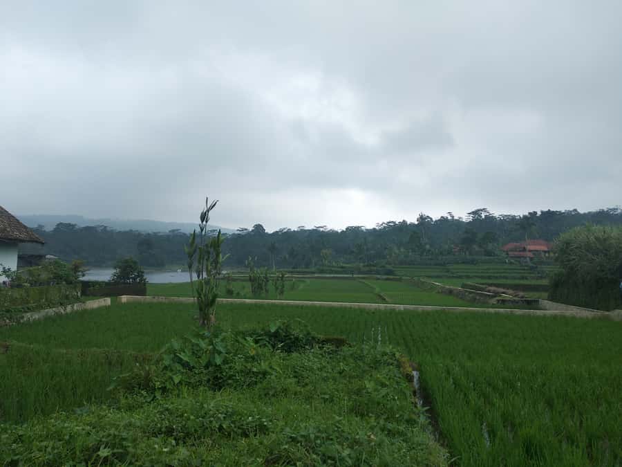 Jakarta :Volcano, HotSpring, Tea Factory, RiceField, &Coffee - Pineapples and rice fields near Subang