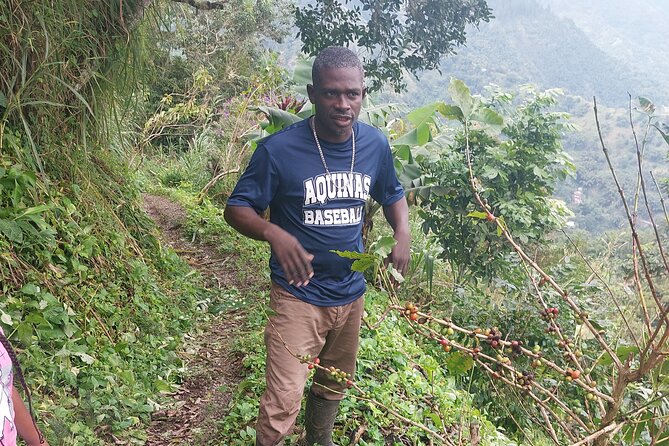 Jamaica Blue Mountain Coffee Tour and sightseeing experience - Kingston to the Blue Mountains in a Few Hours