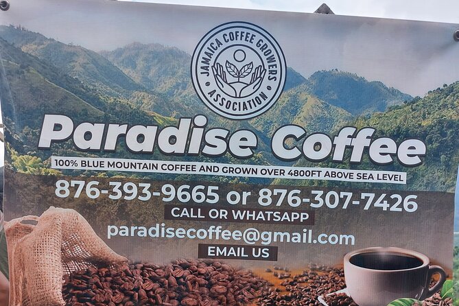 Jamaica Blue Mountain Coffee Tour and sightseeing experience - What You Learn About Blue Mountain Coffee