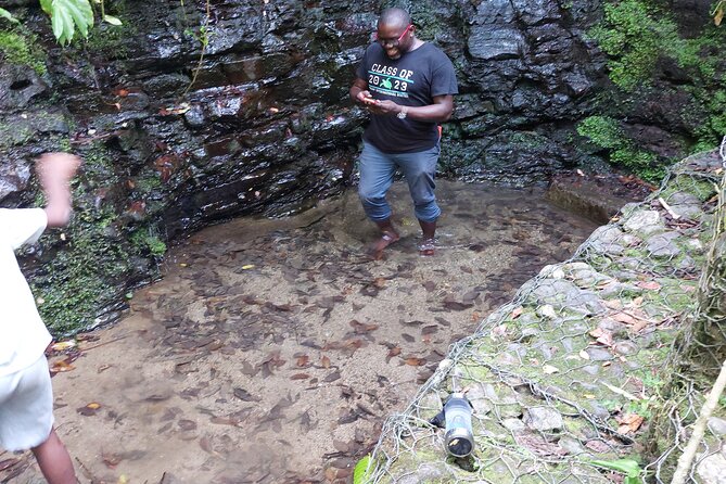 Jamaica Blue Mountain Coffee Tour and sightseeing experience - Who Will Enjoy This Best