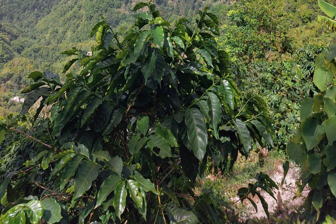 Jamaica Blue Mountain Coffee Tour and sightseeing experience - Booking, Cancellation, and Practical Details