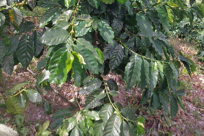 Jamaica Blue Mountain Coffee Tour and sightseeing experience - Blue Mountain National Park and the Coffee-Growing Zone