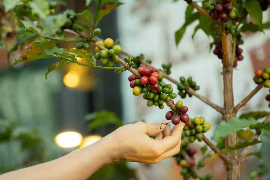 Kigali: Traditional Coffee Experience ( Bean to Brew) - The cultural side is not filler