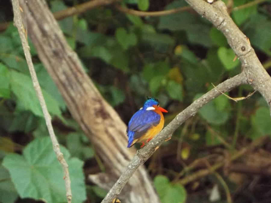 Kilimanjaro: Village Walk, Coffee Tour, Waterfall, and Lunch - Materuni Waterfall and the sound of the forest