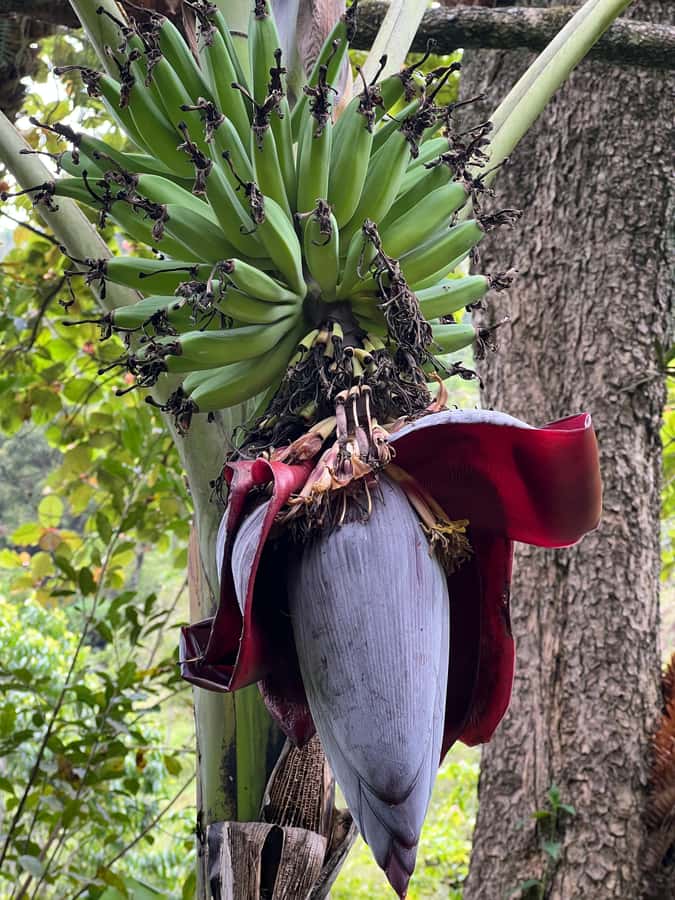 Kilimanjaro: Village Walk, Coffee Tour, Waterfall, and Lunch - Grinding, roasting, and brewing your own coffee