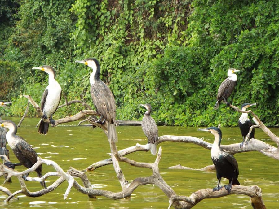 Kilimanjaro: Village Walk, Coffee Tour, Waterfall, and Lunch - What to pack for Materuni