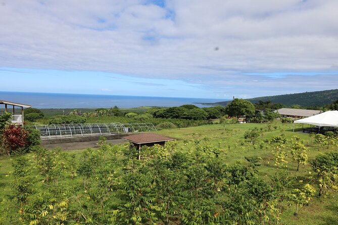 Kona Coffee Farm Tour from Tree to Tasting Room - Starting beneath the coffee trees