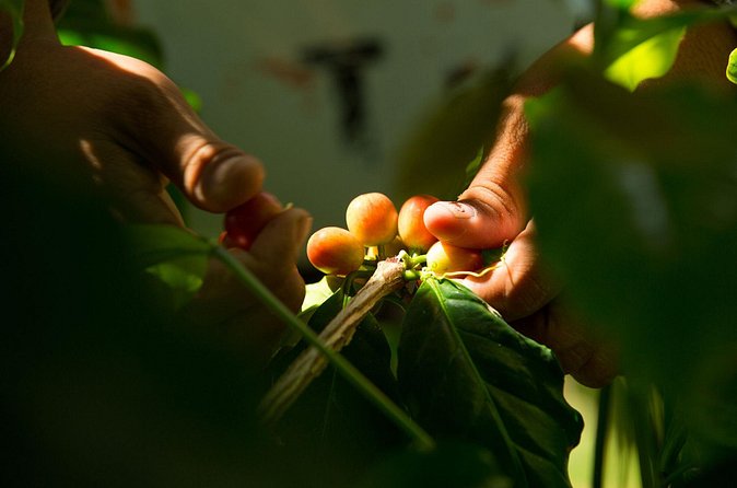 Kona Coffee Tasting: A Farm to Cup Experience - Fitting Kaʻaʻawa into your Oahu plans