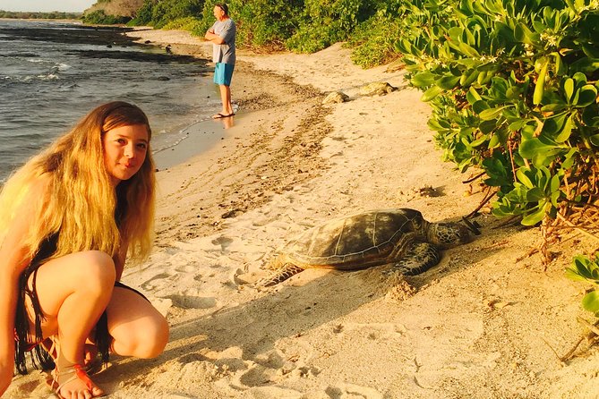 Kona Shore Excursion: Sea Turtles, Historic Kona & Coffee - Timing, weather, and cruise-ship concerns