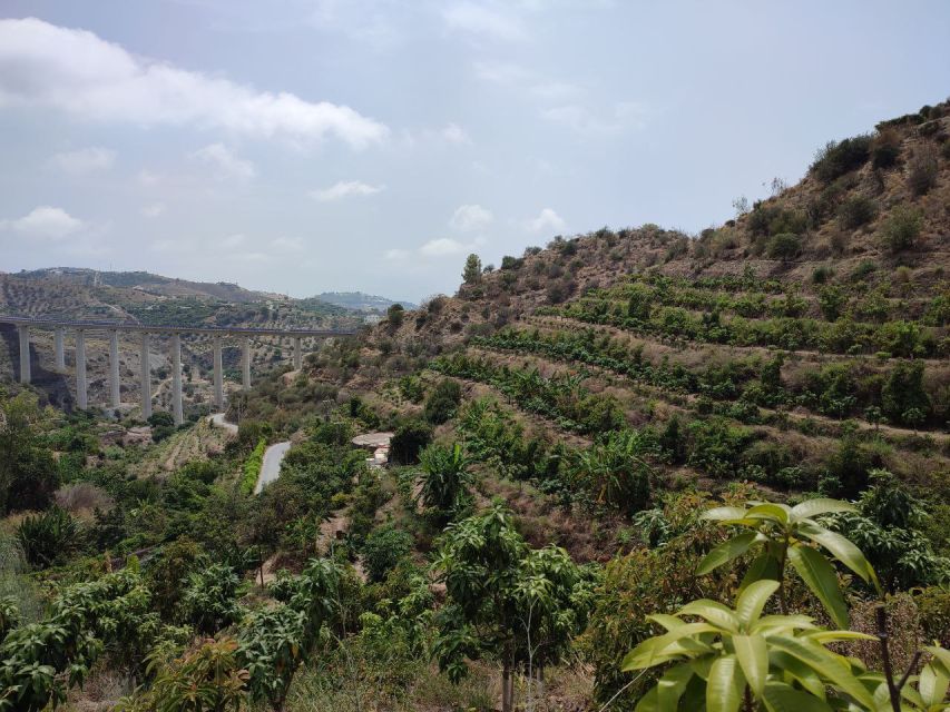 La Herradura Coffee Farm: tour in Europe's only plantation - Walking among coffee, mango, and dragon fruit