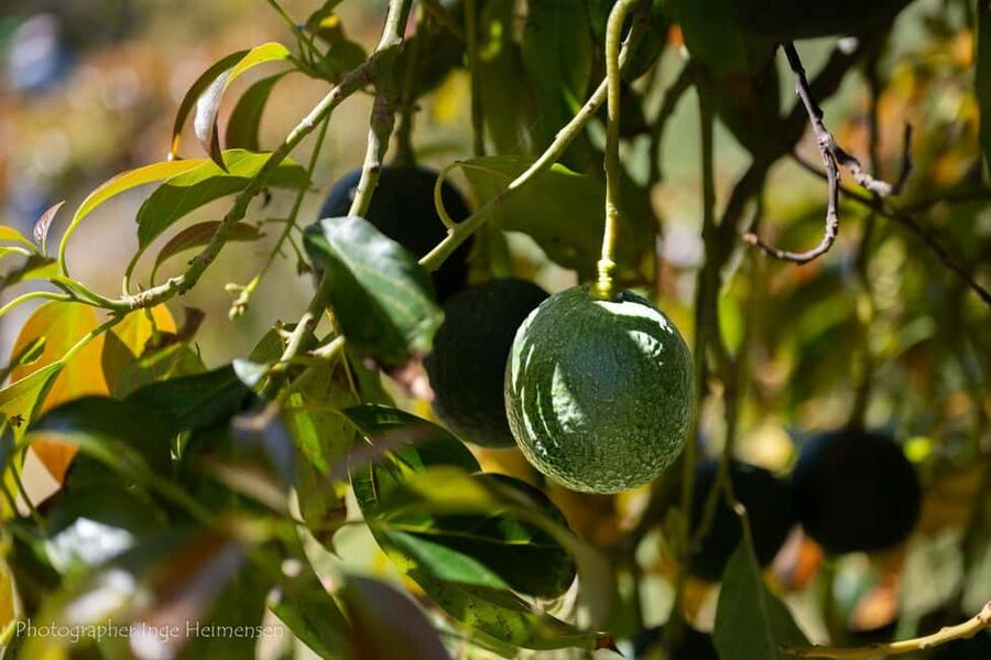La Herradura Coffee Farm: tour in Europe's only plantation - The route, slopes, and views