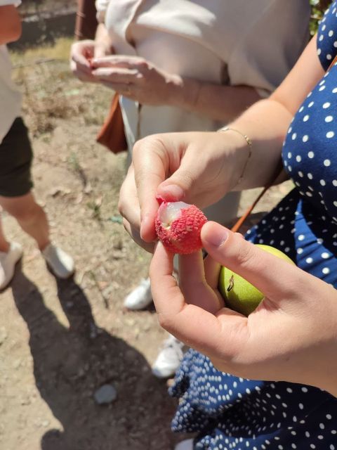 La Herradura Coffee Farm: tour in Europe's only plantation - Ending at the 300-year-old cortijo