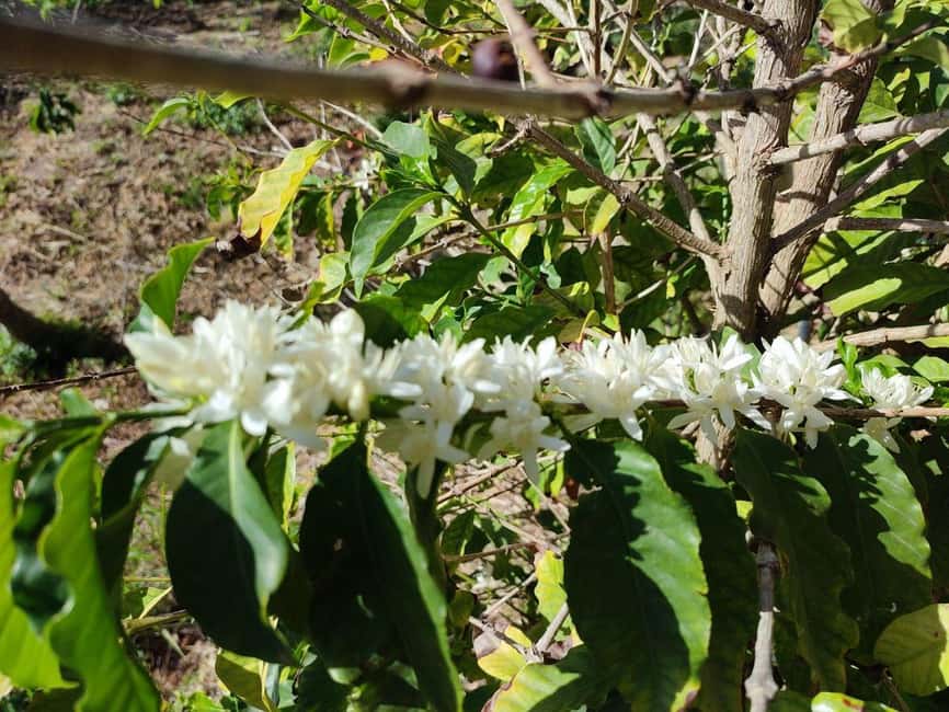La Herradura Coffee Farm: tour in Europe's only plantation - Is $17 a good value?
