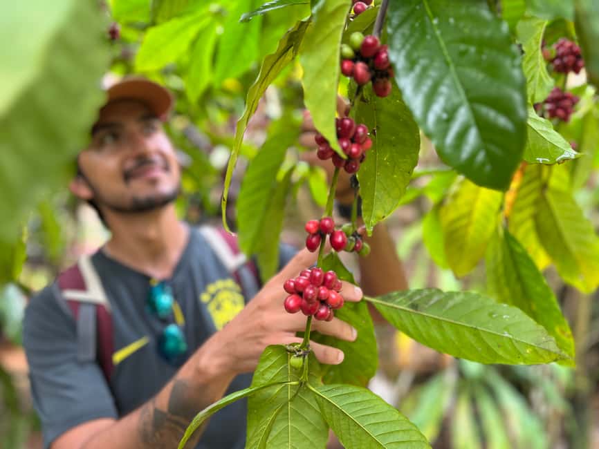Las Terrenas: Private Coffee Trail ATV Tour in Samana - Meeting Vincent at Hotel Afreeka