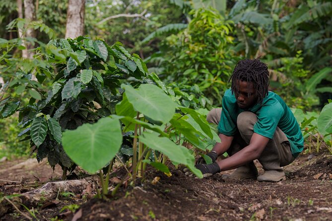 Liamuiga Natural Farm Tour - St.Kitts' Coffee Farm - Walking, plants, and a slower pace