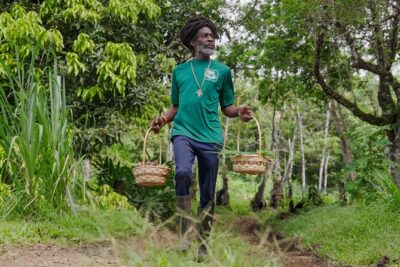 Liamuiga Natural Farm Tour – St.Kitts’ Coffee Farm