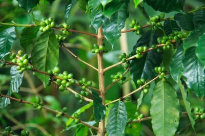 Local Coffee Tasting and Cultural Experience