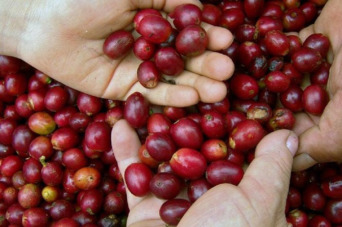 Local Coffee Tasting and Cultural Experience - Walking, weather, and physical effort