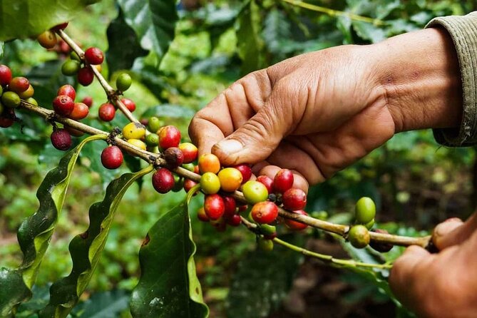 Maasai village visit, Materuni waterfalls & coffee experience - Practical details before you go