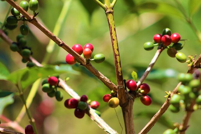 Materuni Thundering Waterfalls,Coffee Experience with Moshi Town Tour - The 45-minute walk to Materuni Waterfalls