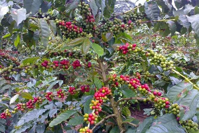 Materuni Waterfall Hike & Coffee Tour - Weather, swimming, and what to pack