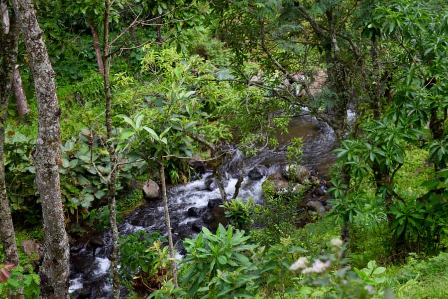 Materuni Waterfalls, Chemka Hot Springs, &/Or Coffee Tour - Making coffee the traditional way