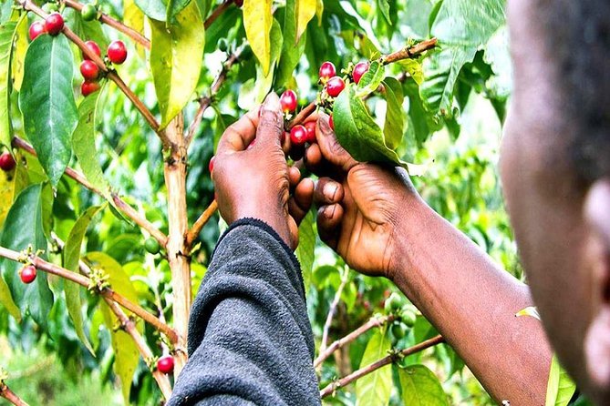 Materuni Waterfalls, Coffee and Village Full Day Tour - The guide and the personal touch