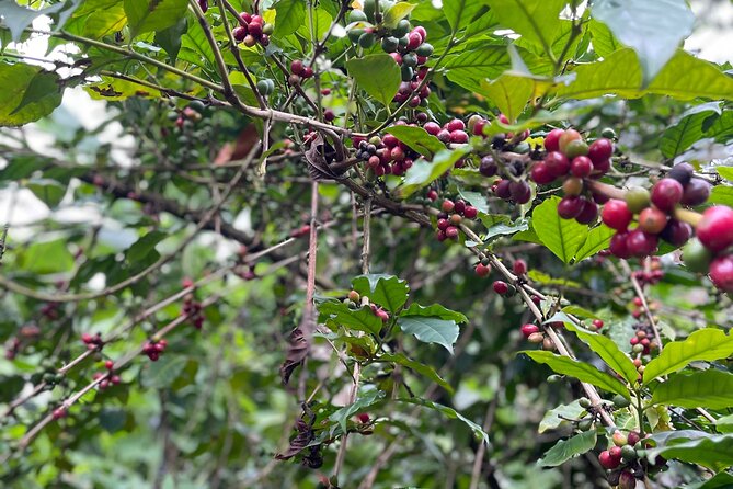 Materuni Waterfalls & Coffee Tour - Learning coffee from plant to cup