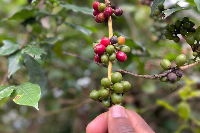 Materuni Waterfalls & Coffee Tour - A Tanzanian lunch that gives the day a pause