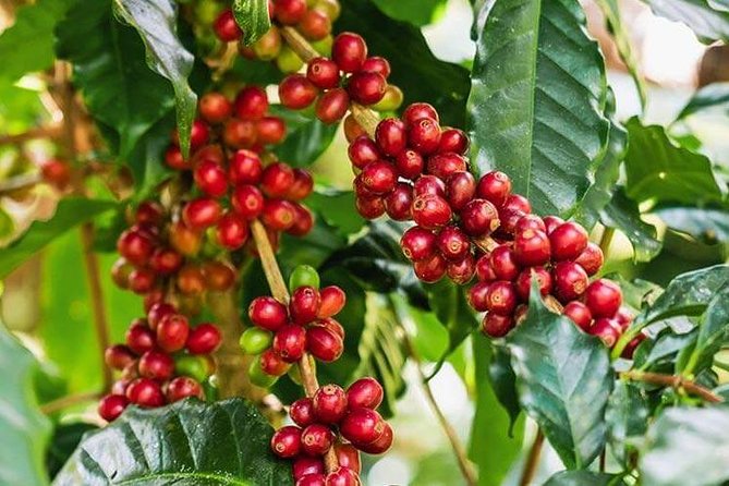Materuni Waterfalls & Coffee Tour from Moshi - From Moshi to Materuni village