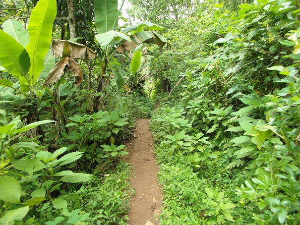 Materuni Waterfalls & Coffee Tour from Moshi - Lunch and the value of the $60 price