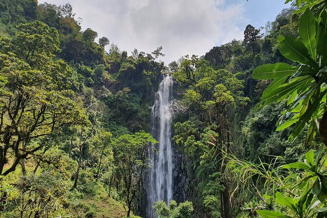Materuni waterfalls,coffee tour & Kikuletwa(Chemka)Hot Springs - Learning how coffee reaches your cup